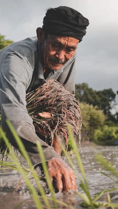 Farmer walking through green crops