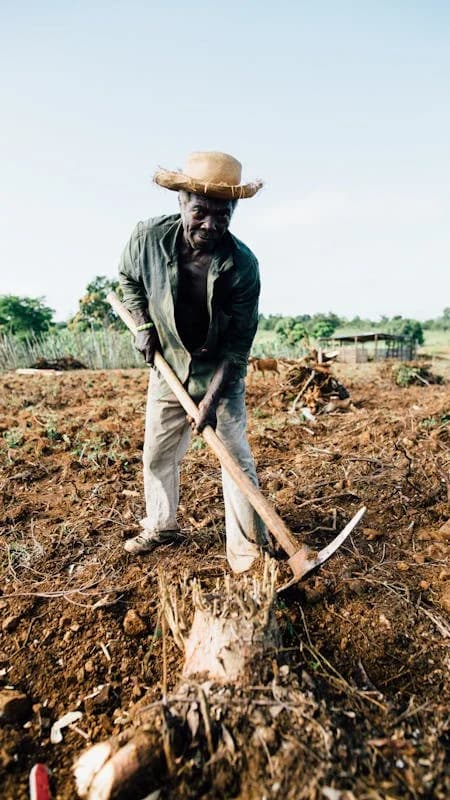 Farmer sifting grain